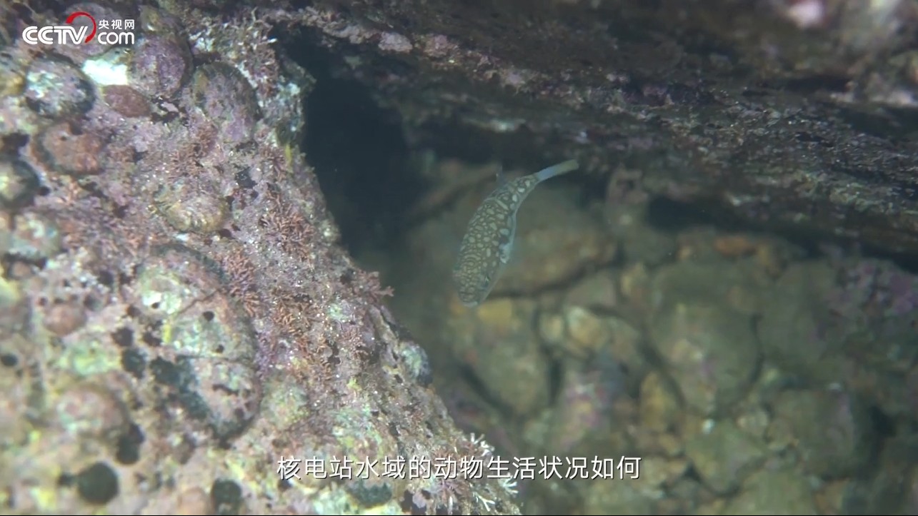 大亞灣核電站水域的動物會受到輻射影響嗎？環境工程師告訴你答案